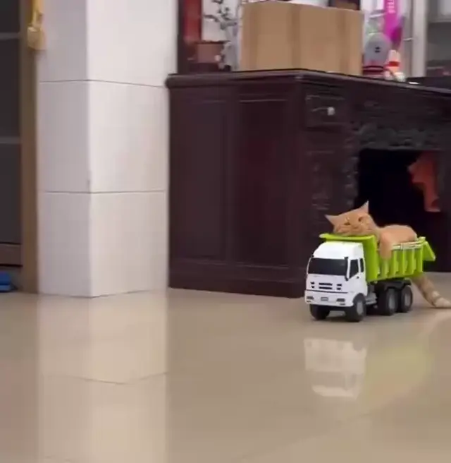Игрушечный самосвал с лежащим в кузове рыжим котом едет по полу и заезжает внутрь картонной коробки, кот показывается в вырезанном окошке. —