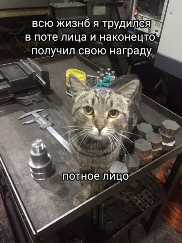 Кот сидит на металлическом верстаке среди токарных деталей и инструментов, глядя в камеру — Полосатый кот