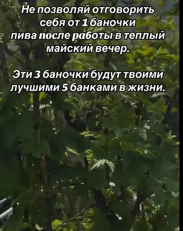 Статичное изображение с текстом.
