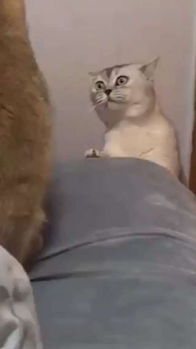 Орущий кот на диване