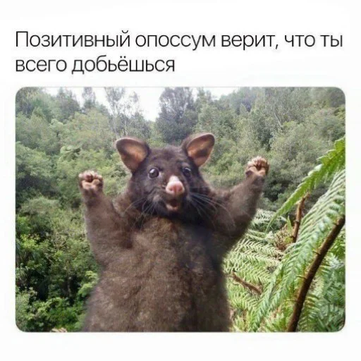 Позитивный опоссум верит в твой успех