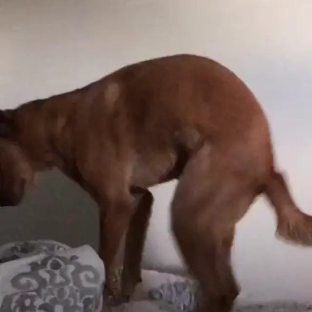 Собака, которая ходит на двух лапах