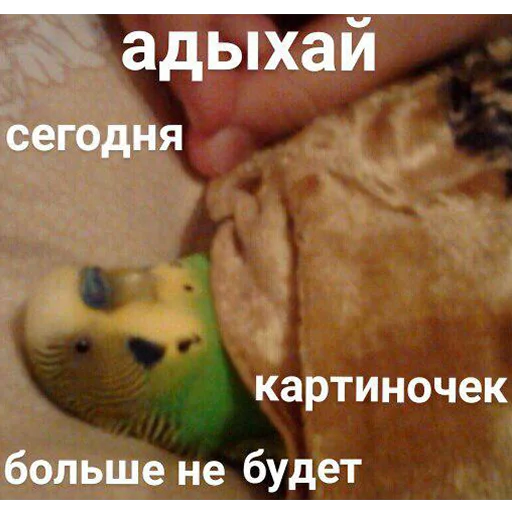 Адыхай, картиночек больше не будет