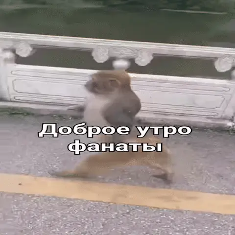 Обезьяна быстро бежит вдоль белого каменного парапета