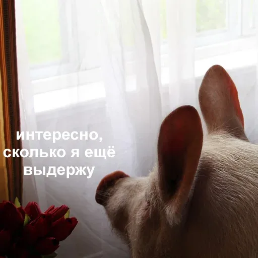 Свинья неподвижно смотрит в окно.