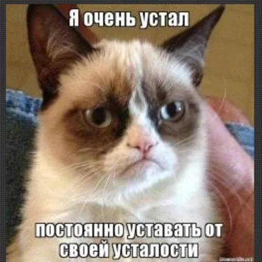 Кот с недовольным и уставшим выражением морды смотрит в камеру