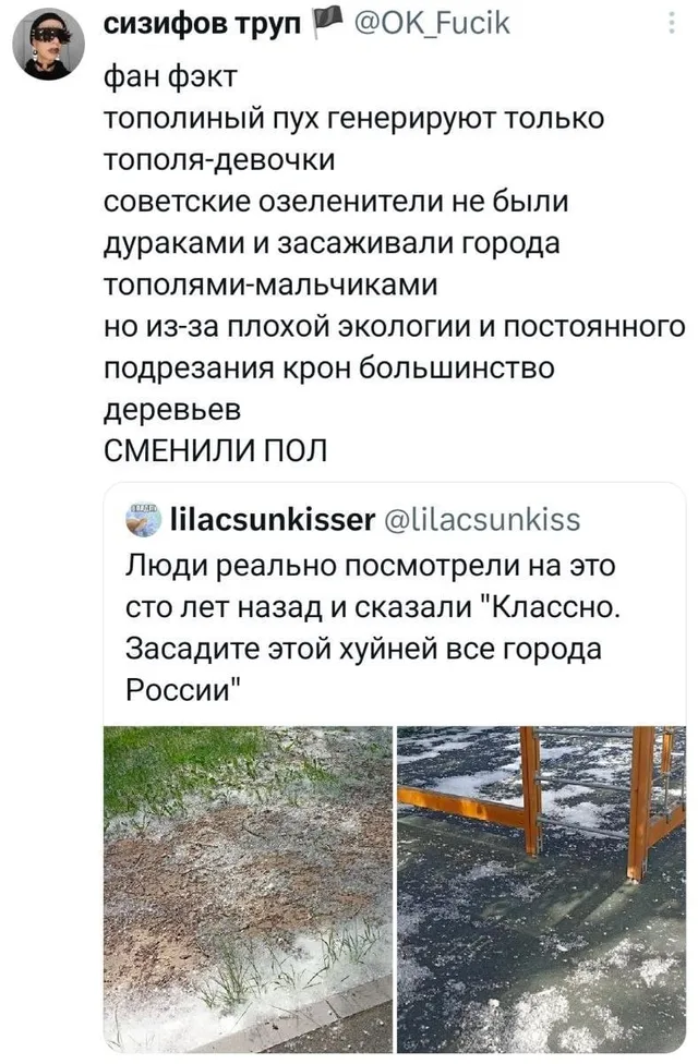 Тополя-трансгендеры и тополиный пух
