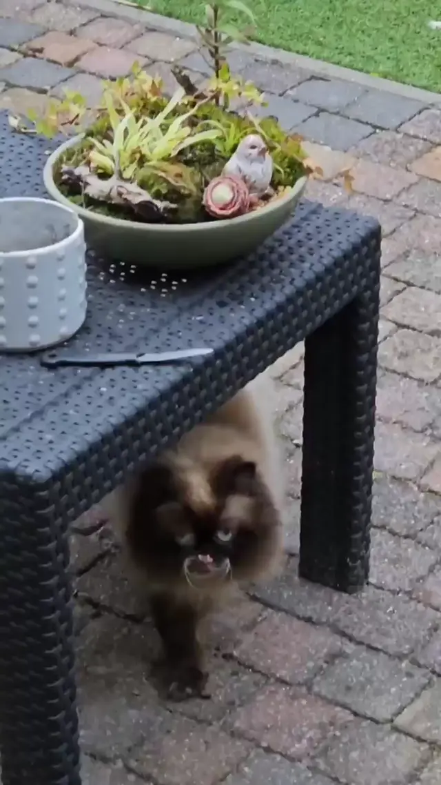 Кот с паутиной на морде