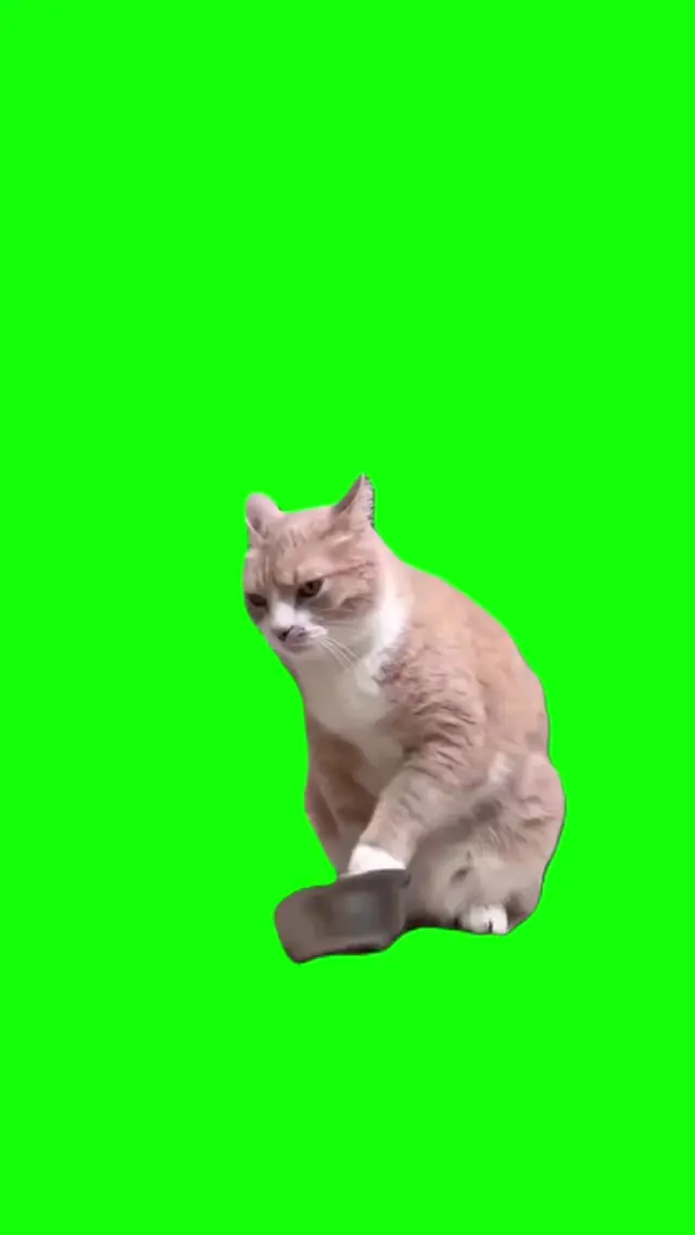 Кот гремит пустой миской