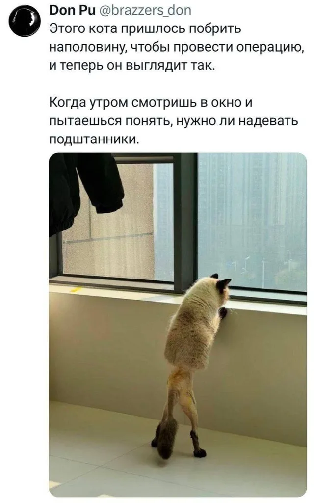 Наполовину побритый кот смотрит в окно