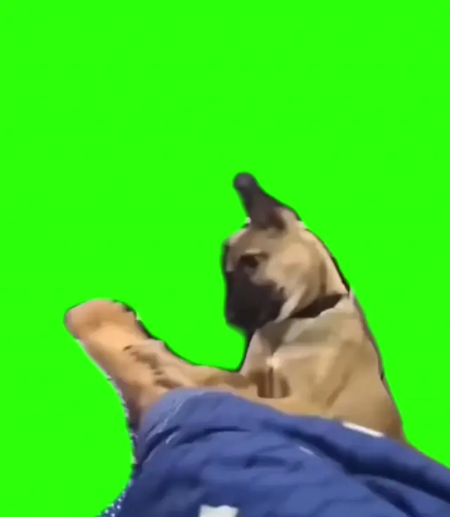 Собака в шоке на хромакее