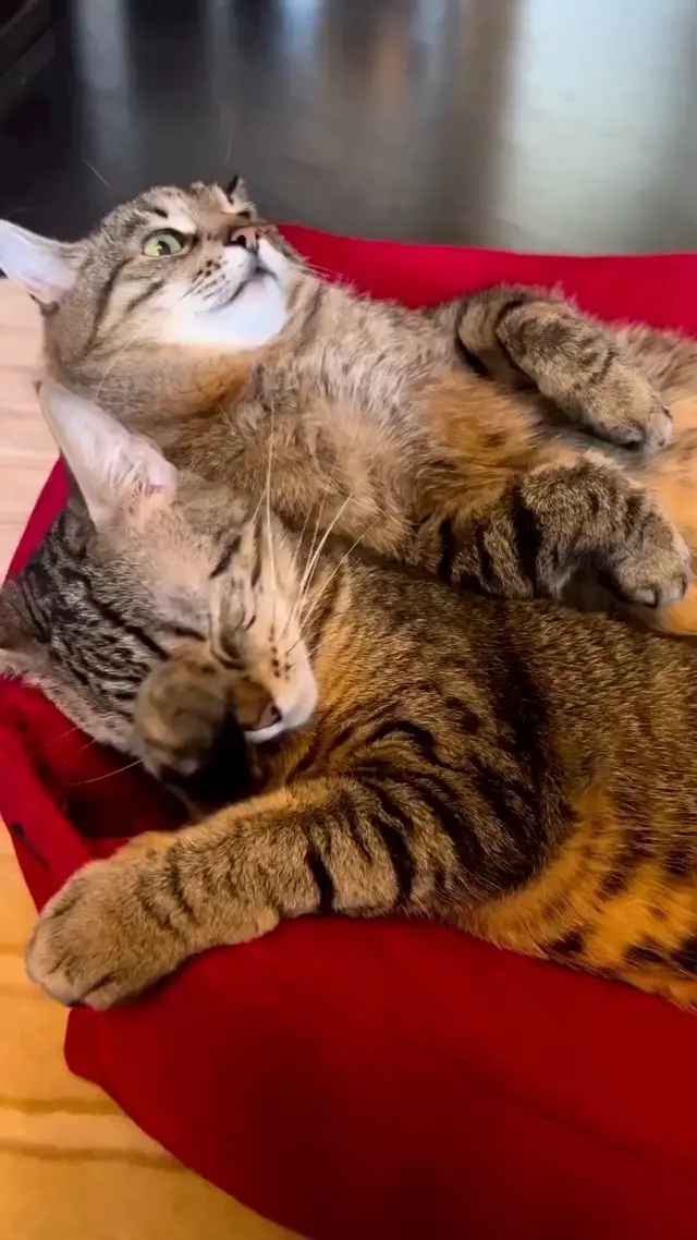 Кот в шоке от чавканья