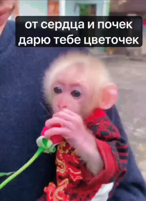 От сердца и почек дарю тебе цветочек