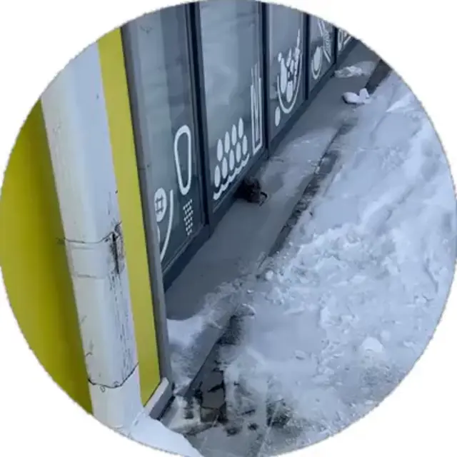Огромная крыса гуляет по снегу