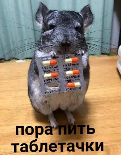 Шиншилла держит упаковку лекарства, имитируя предложение принять таблетки.
