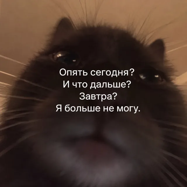 Кот смотрит прямо в камеру с выражением экзистенциальной усталости — серый кот