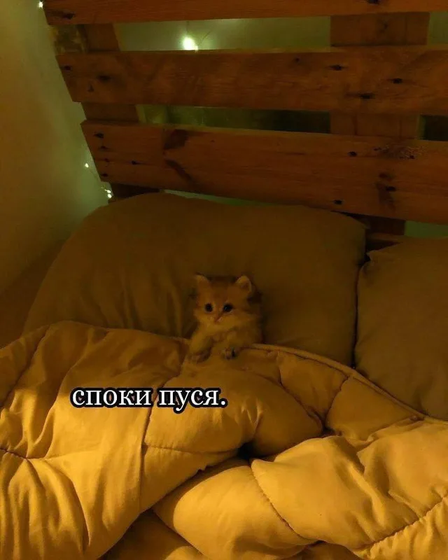 Споки пуся