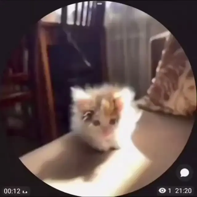 Пушистый котенок светится на солнце