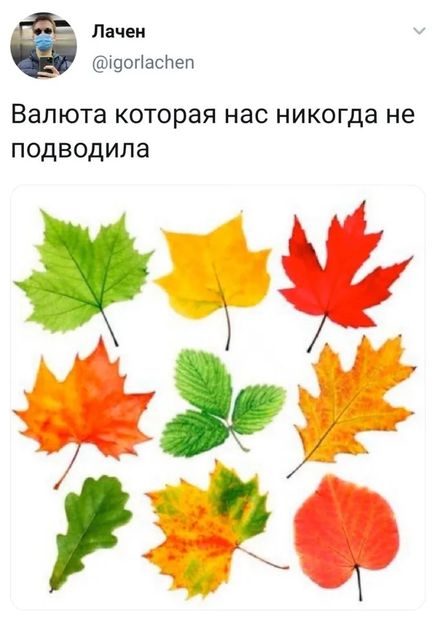 Статичное изображение листьев под текстом о валюте. — автор поста @igorlachen