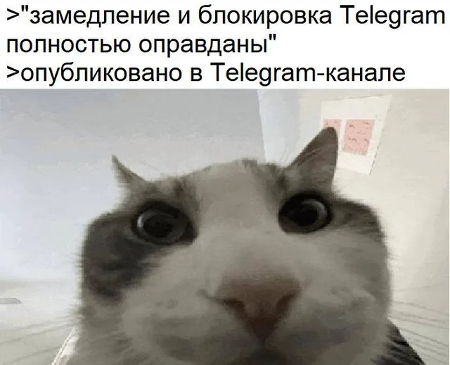 Крупный план морды кота, который пристально и широкоглазо смотрит в камеру — Кот с широко раскрытыми глазами