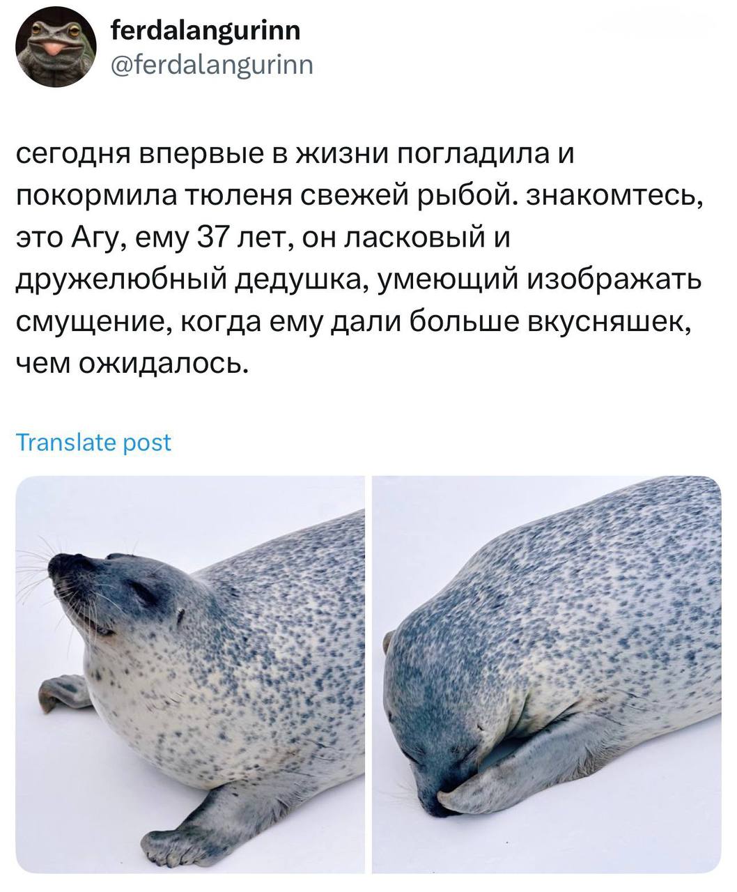 Смущенный тюлень Агу