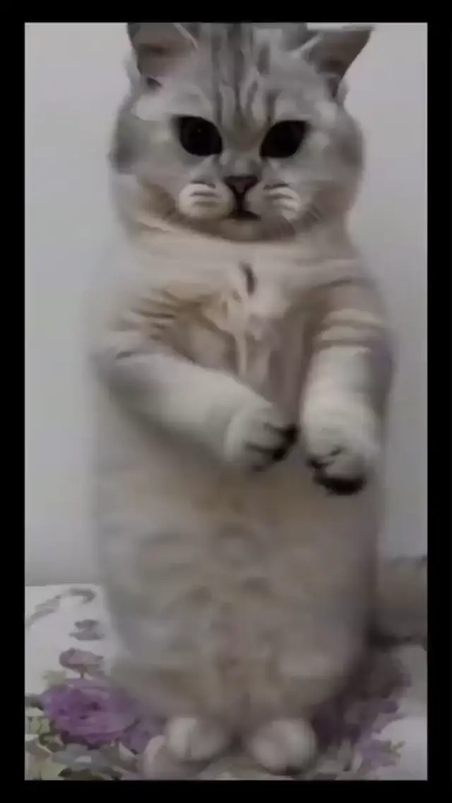 Танцующий китайский кот