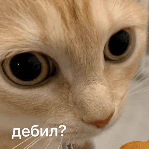 Кот неподвижно смотрит в объектив, создавая эффект прямого зрительного контакта. — рыжий кот