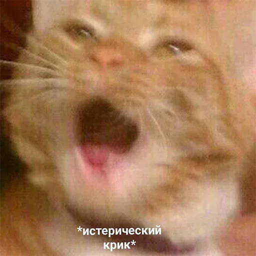 Статичное изображение, имитирующее момент эмоционального срыва или громкого вопля. — рыжий кот