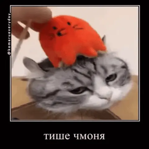 Рука ритмично бьёт кота по голове оранжевой плюшевой игрушкой, кот щурится и прижимает уши — Серо-белый кот
