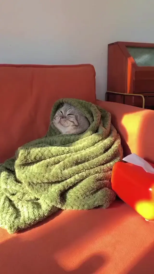 Кот греется на солнышке в пледе