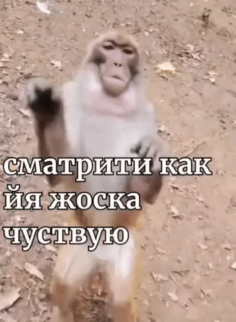 Обезьяна танцует: сматрити как йя жоска чуствую