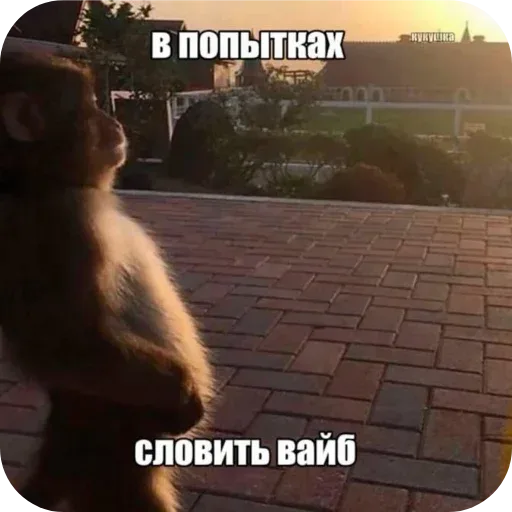 Обезьяна стоит неподвижно, глядя на закат.