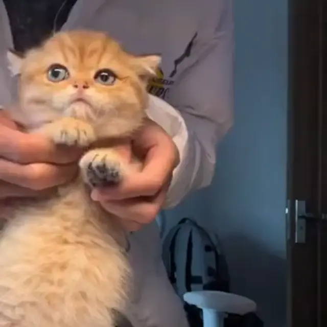 Милый рыжий котенок с большими глазами