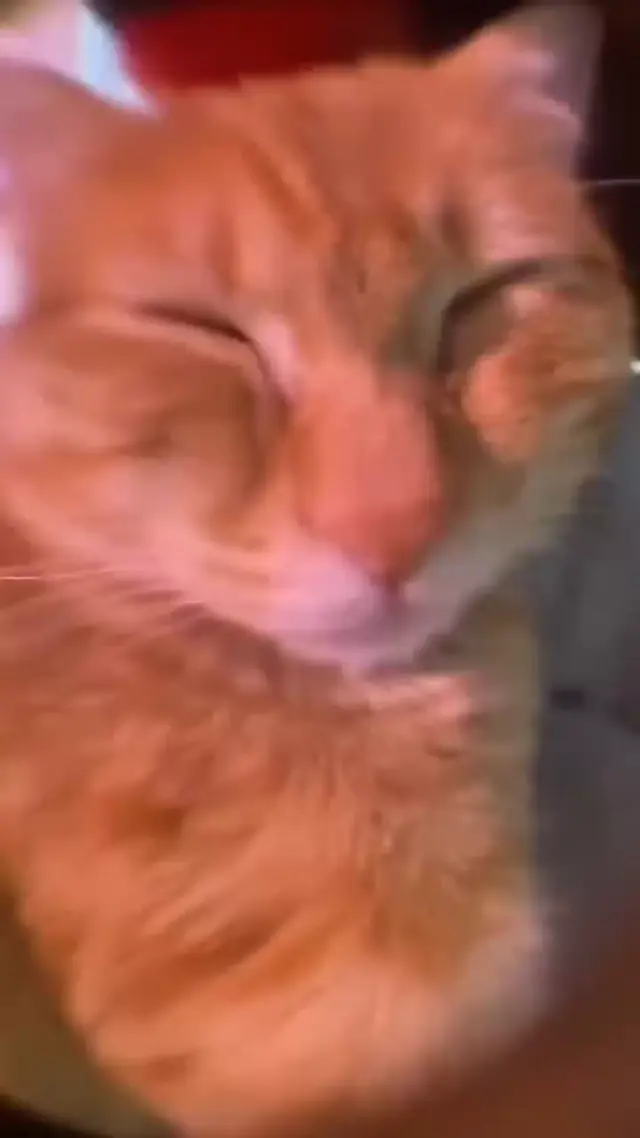 Сонный говорящий рыжий кот