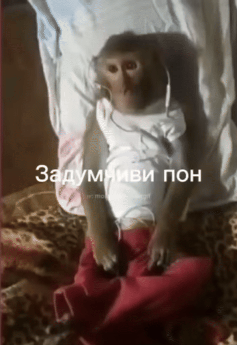 Задумчиви пон