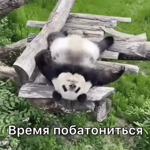 Панда лежит на спине и отдыхает