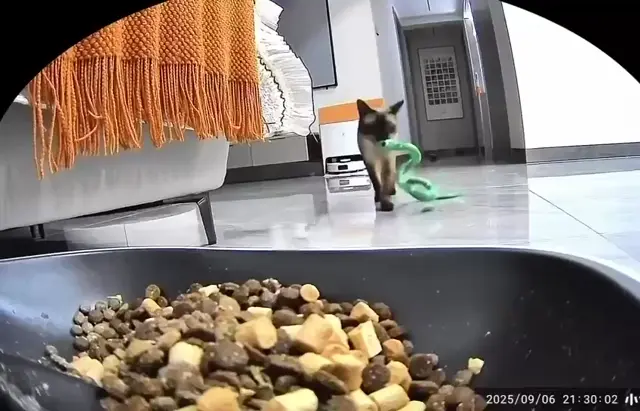 Кот приносит мягкую игрушку-змею к миске с кормом, аккуратно кладёт ее мордой в еду и сам начинает есть рядом — сиамский кот