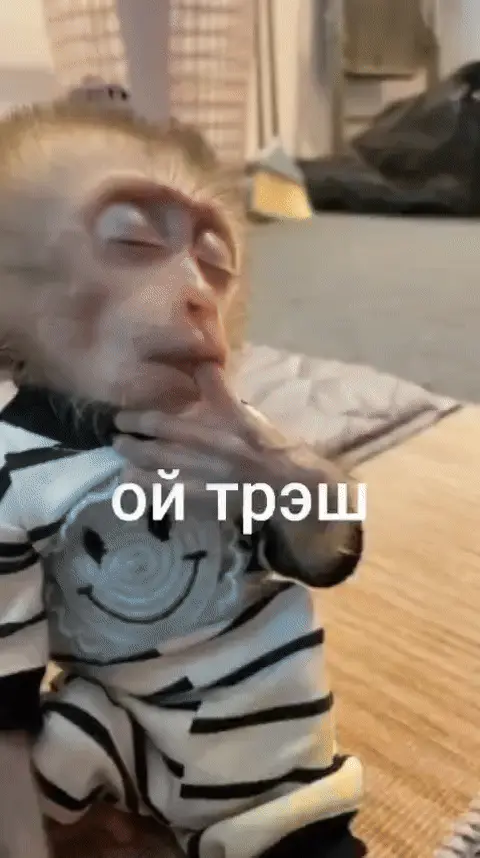 Ой трэш обезьянка в шоке