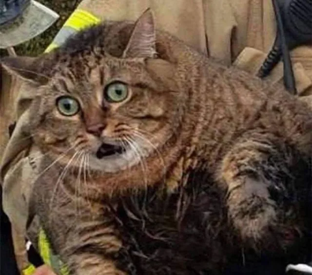 Твое лицо, когда осознал масштаб трагедии