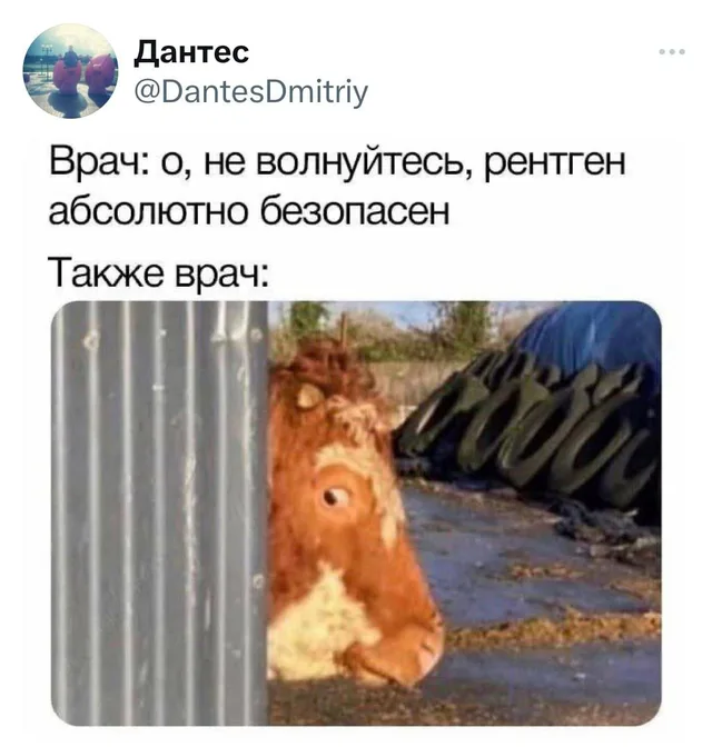 Корова осторожно выглядывает из-за угла металлического ограждения.