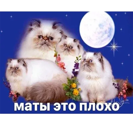 Статичная картинка: четыре пушистых кота на фоне ночного неба с луной и цветами, внизу крупная надпись — четыре пушистых персидских кота
