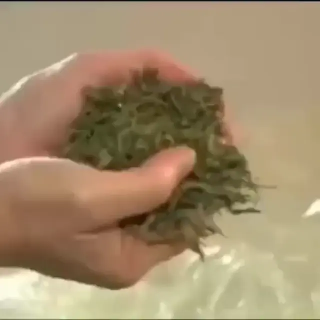 Монахини на рейве после сбора урожая