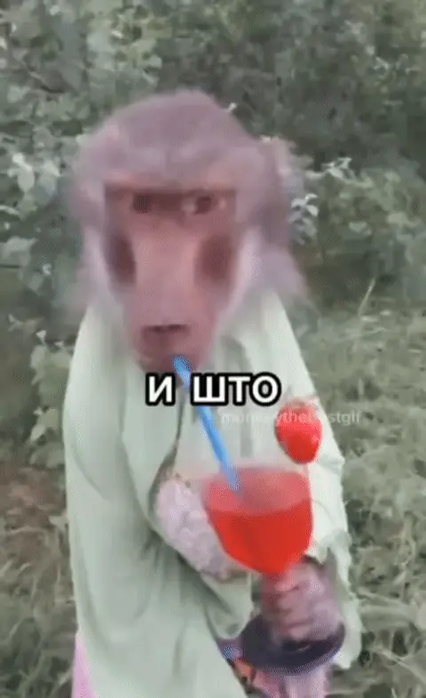 Обезьяна пьет коктейль с надписью И ШТО