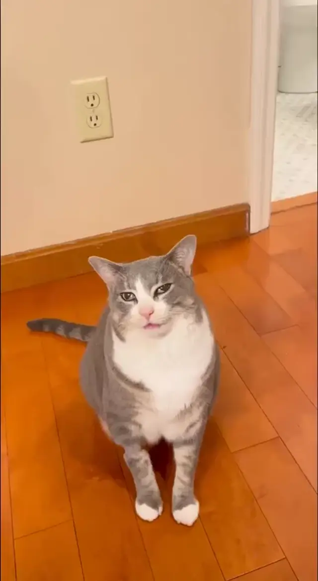 Грустный кот под песню мяу-мяу