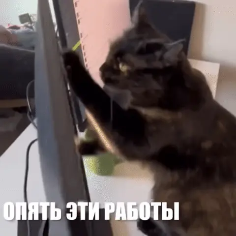 Кот за компьютером: Опять эти работы