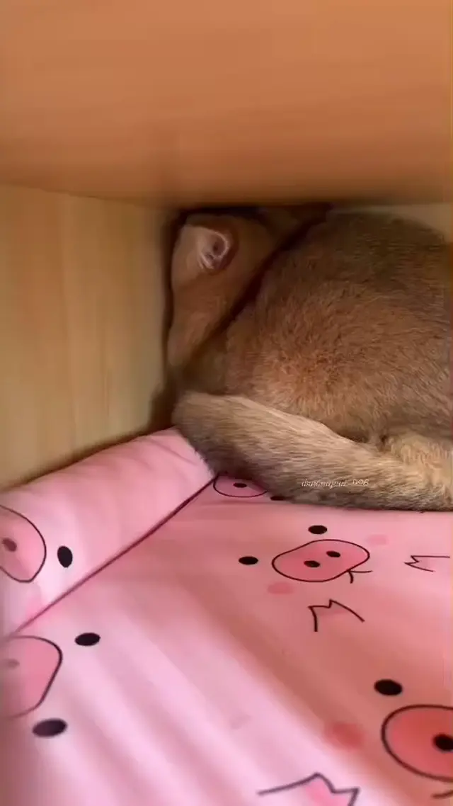 Обиженный кот отворачивается к стене