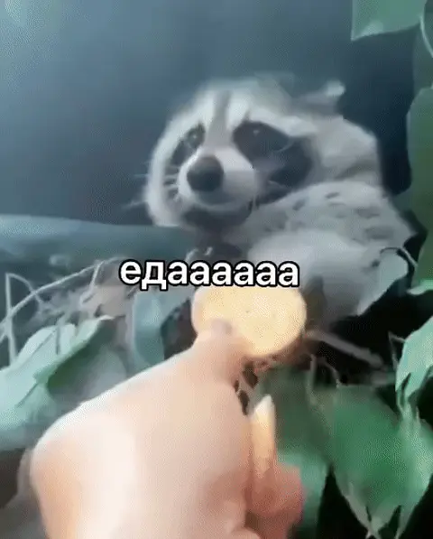 Едааааа