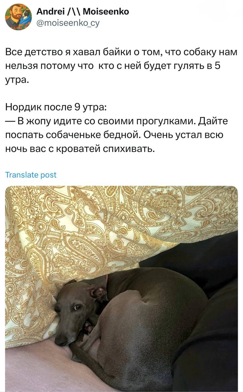 Собака не хочет гулять утром
