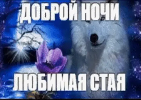 Доброй ночи любимая стая
