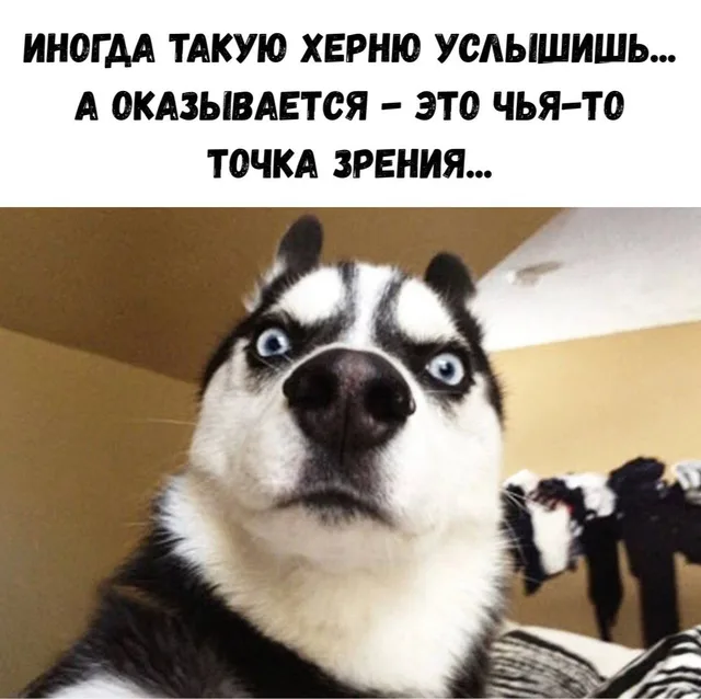 Статичное изображение, собака просто смотрит в объектив. — собака породы хаски